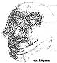kar160m.jpg (2631 bytes)